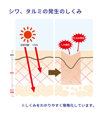 シワ・タルミ発生の仕組み イメージ画像